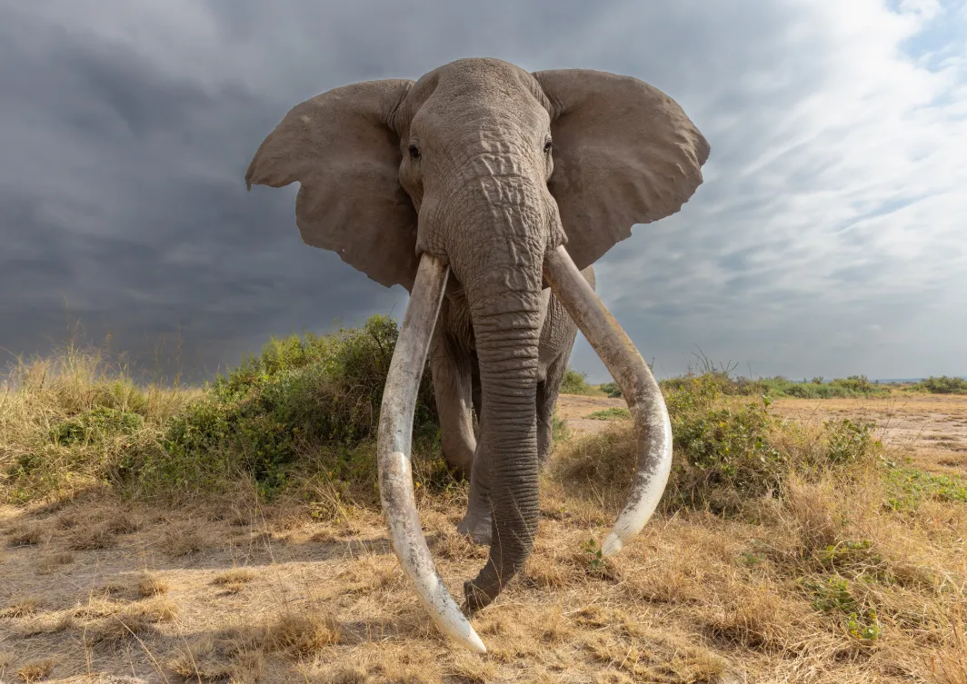 Amboseli National Park
