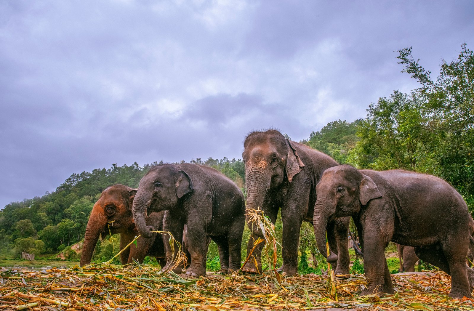 Young Man Feeds Elephants With Bananas In A Sanctuary In The Jungle
