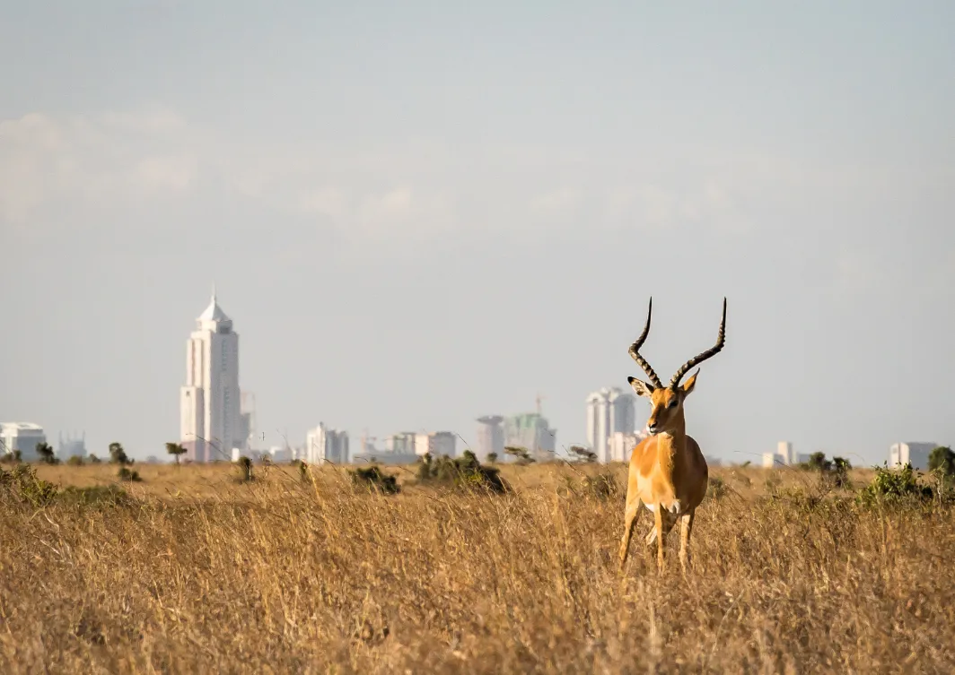 Nairobi National Park