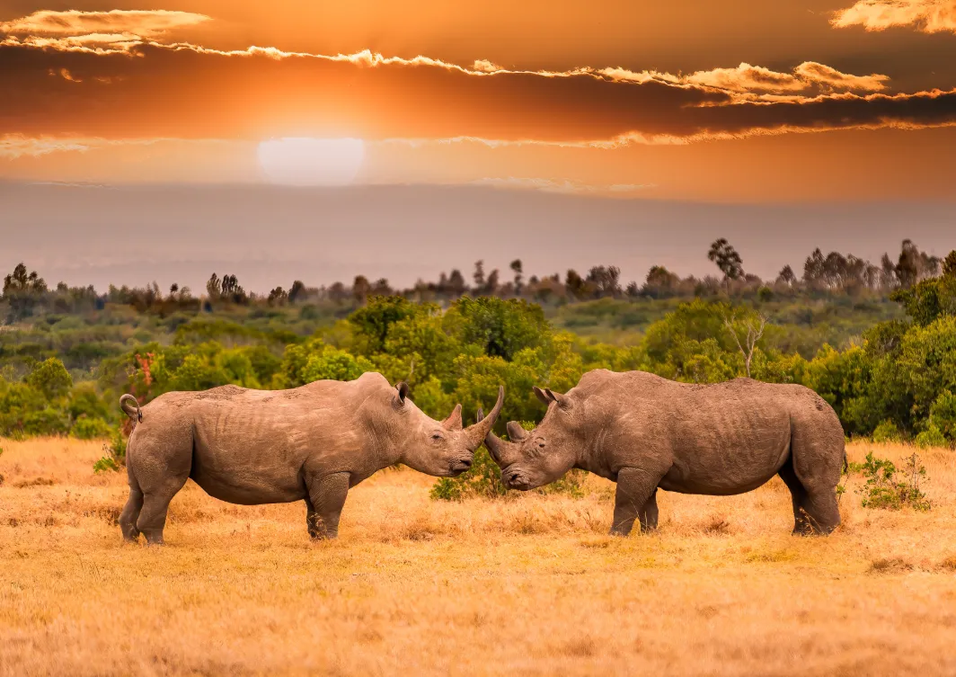 Ol Pejeta Conservancy