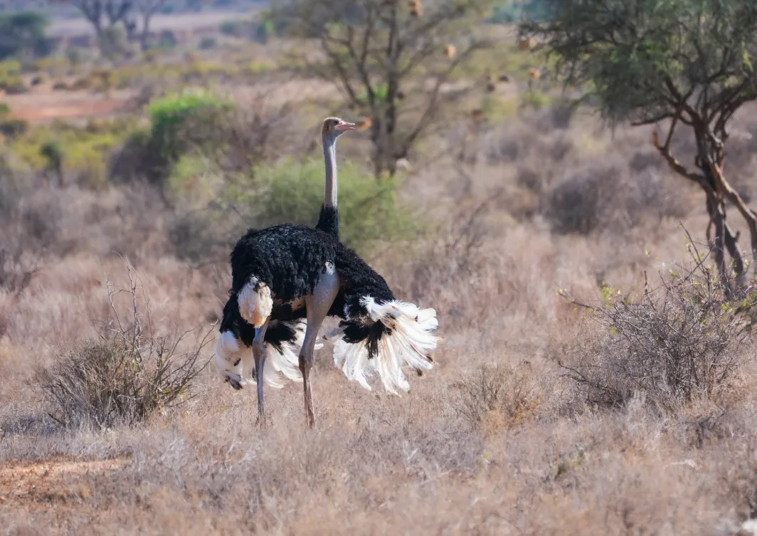 Samburu National Reserve