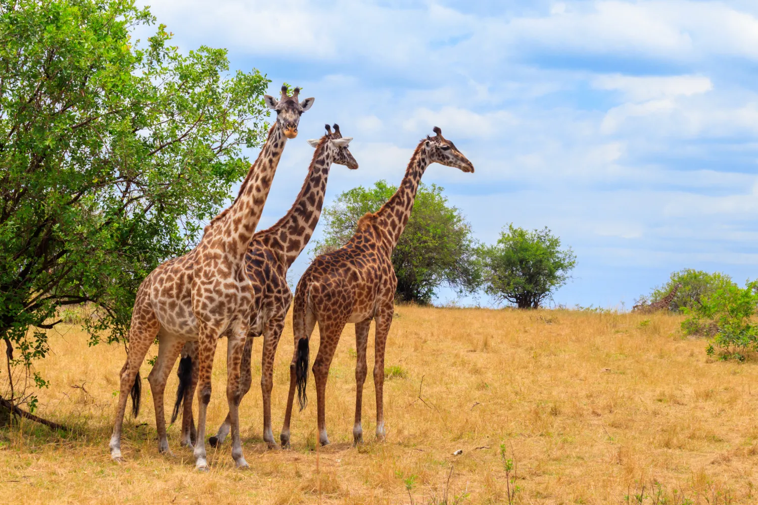 Serengeti National Park
