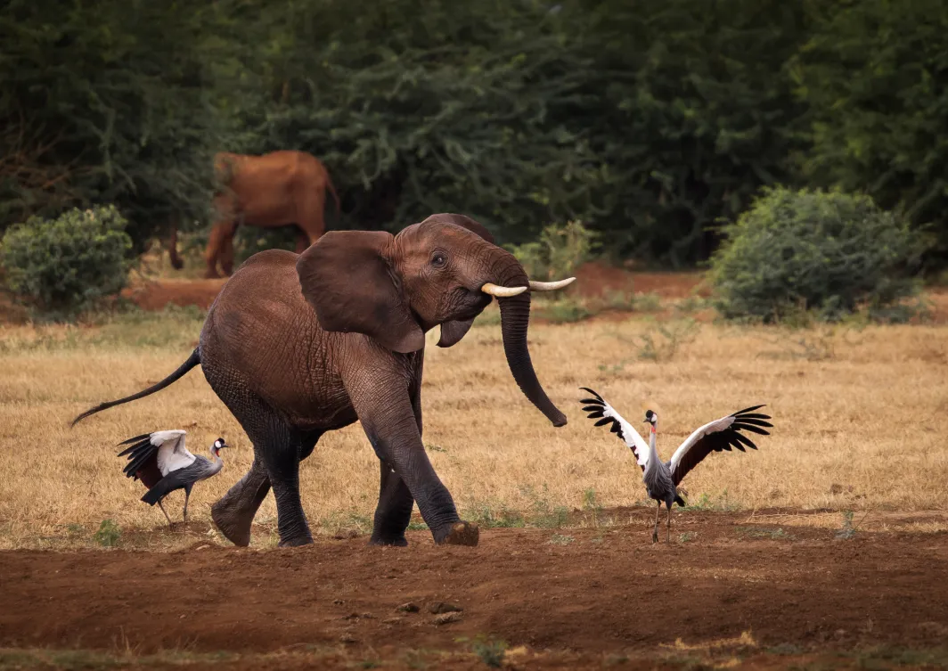 Tsavo East